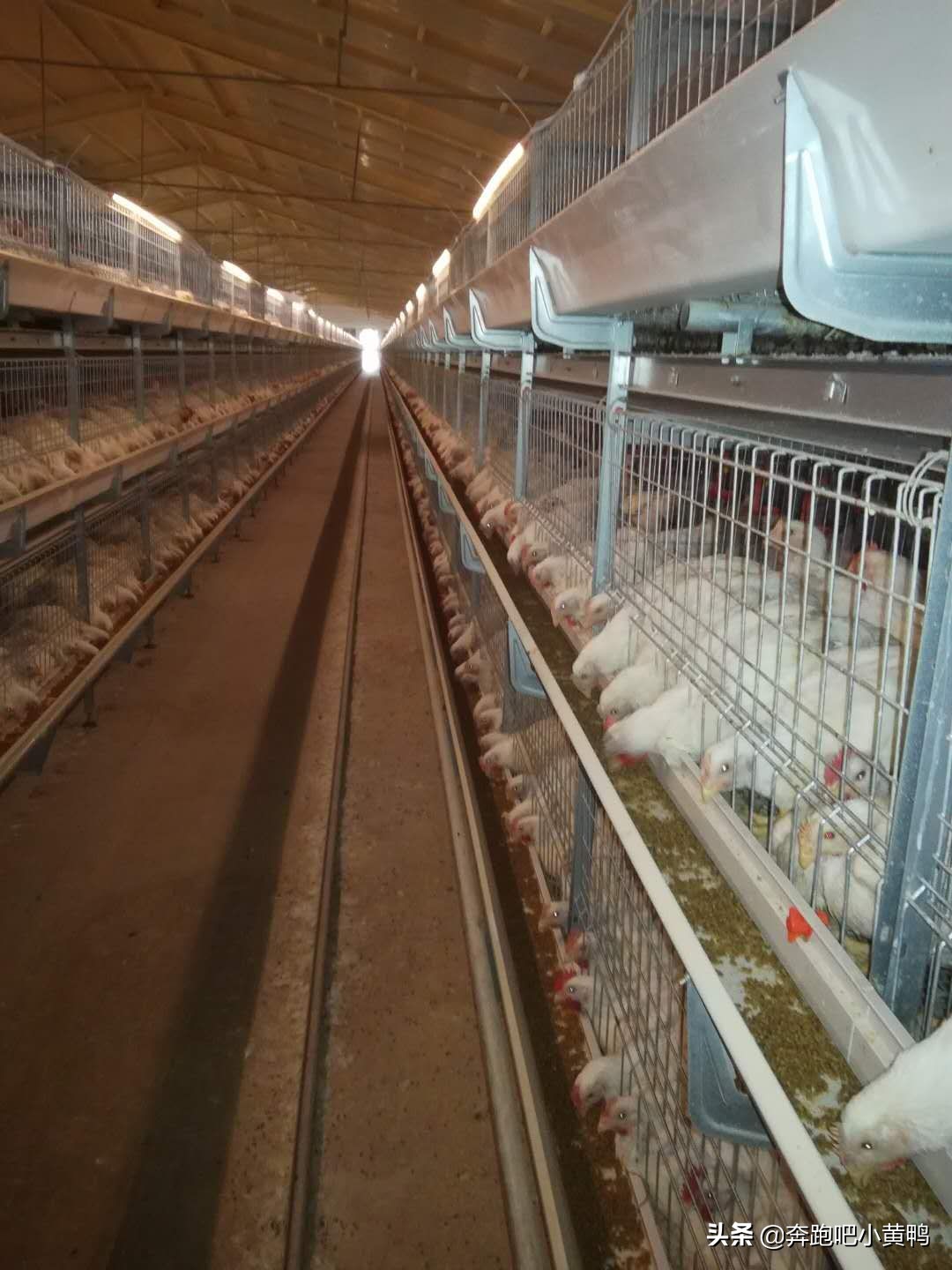 做个有志青年,公司加农户散养土鸡的前景如何