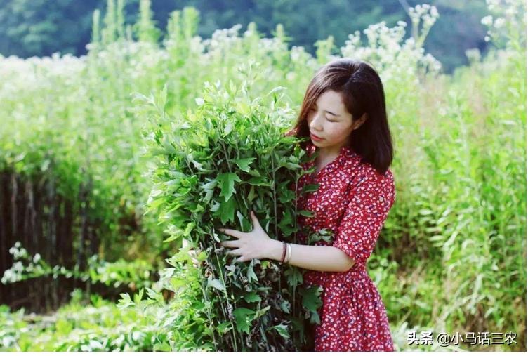 几月份艾草可以采摘了,艾草摘多了怎么保存更好