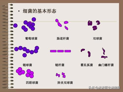 真菌细菌和病毒的区别表格,真菌细菌病毒感染的区别