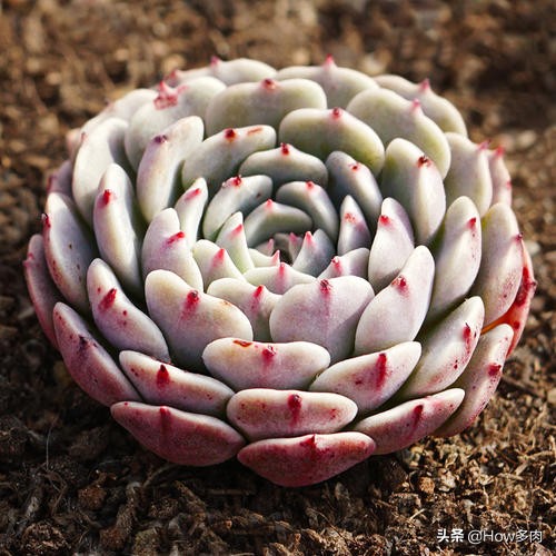 初夏已经到来,初夏已来临了