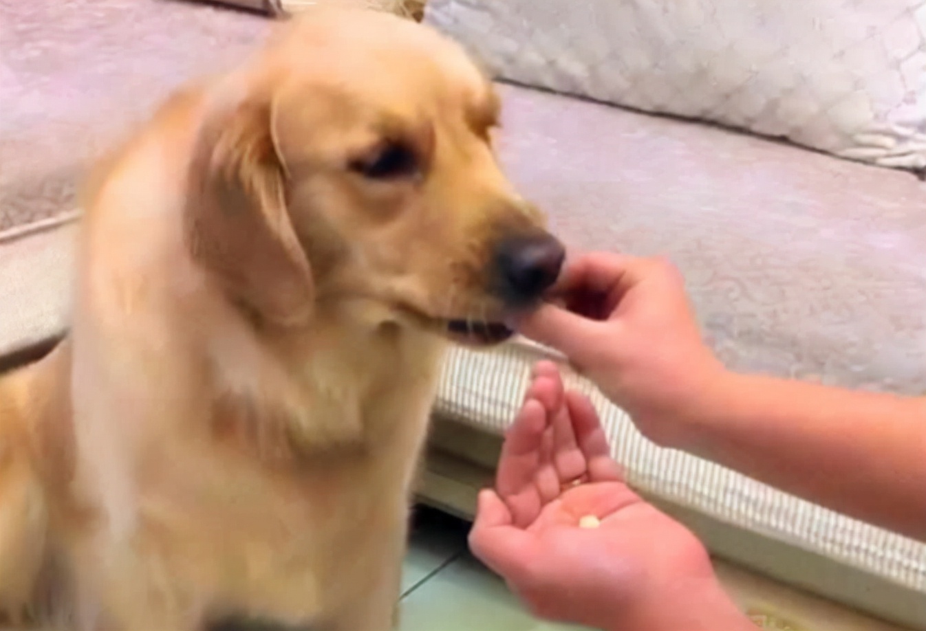 幼犬狗狗不爱吃东西怎么解决,狗狗日记阅读