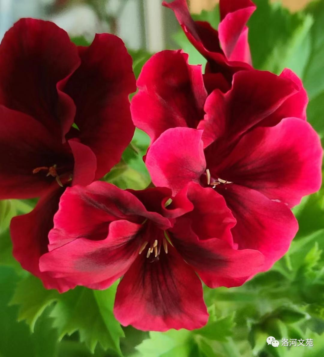 怒放的生命马云完整版,怒放的生命精彩音乐汇