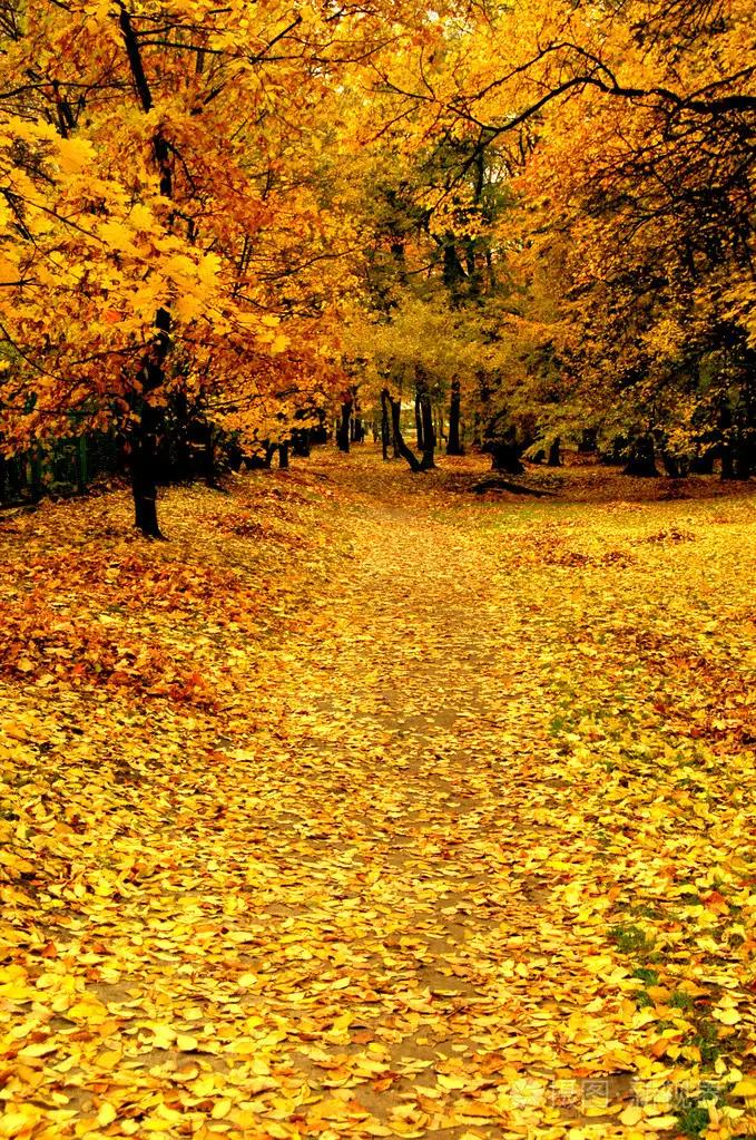 枫树上最后一片叶子的续写,枫树上最后一片叶子的朗读