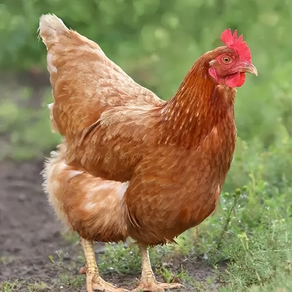 一年吃6亿只鸡,中国一年吃掉近50亿只白羽肉鸡