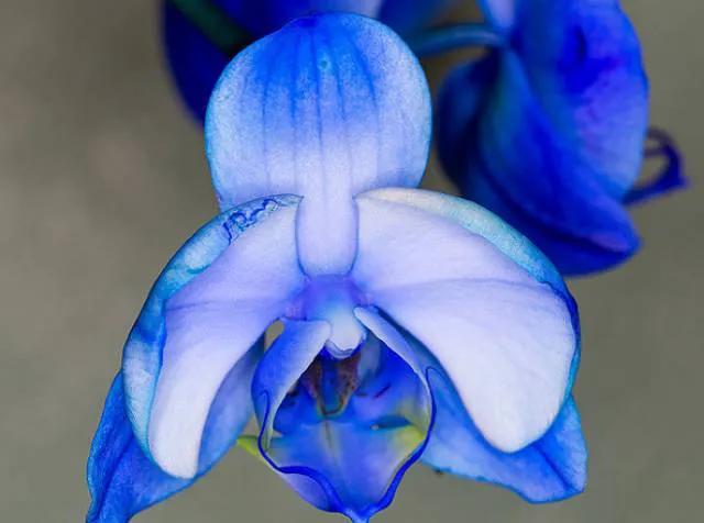 最美的100种兰花图片,欣赏一下最美的兰花