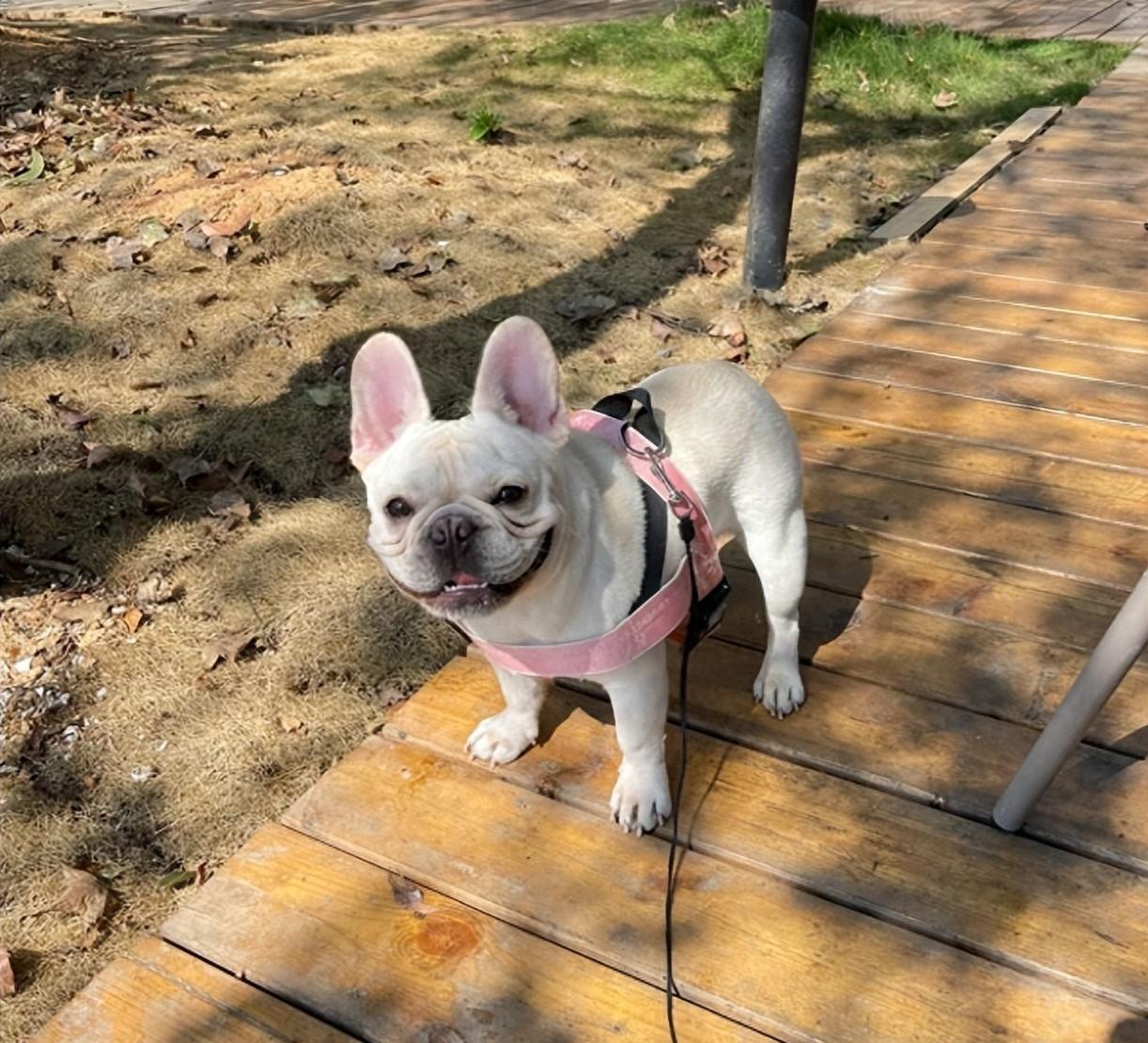 女子与狗狗共享生活，医院检查揭示令人惊讶的结果