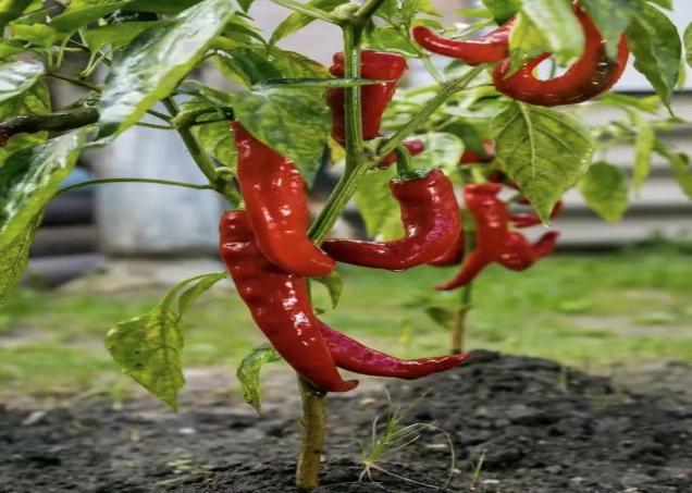 创新绵实丨聚焦新高考（三）：佳晴有新“课”，青衿自有“程”