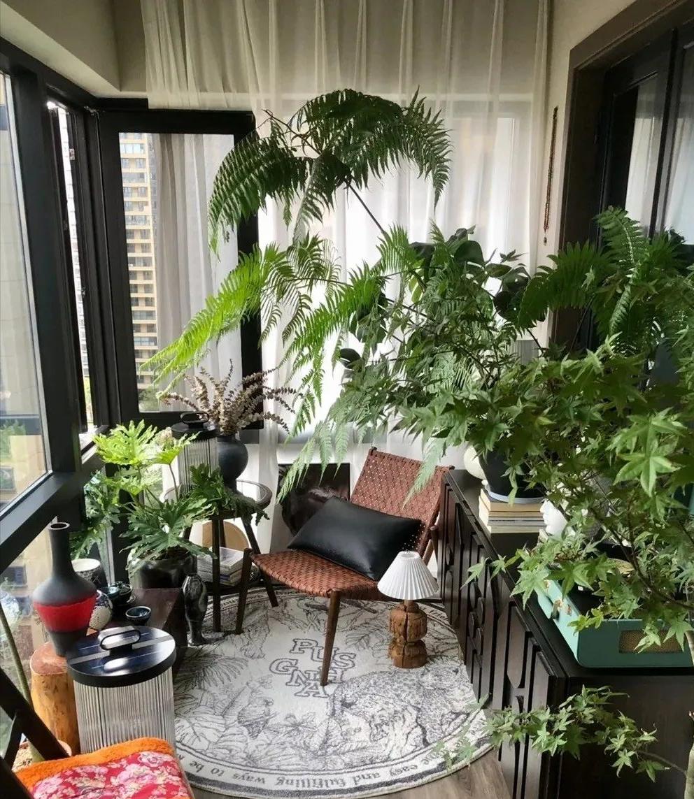 王大爷教你养花,王大爷养花全集