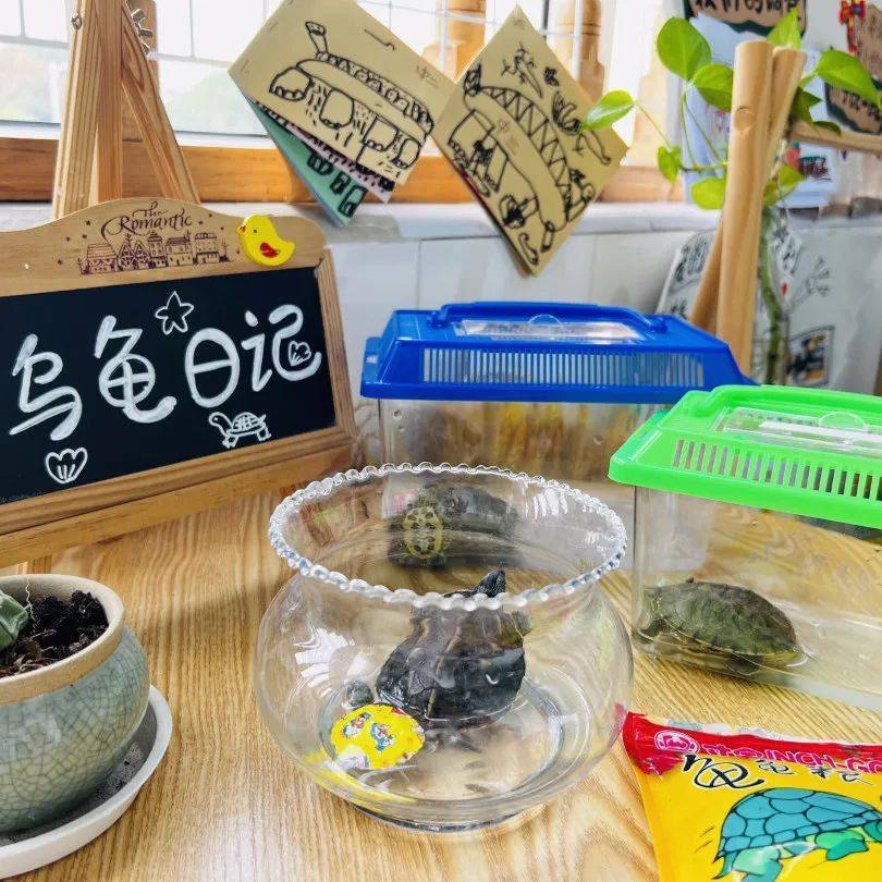 生态环创幼儿园自然角,幼儿园环创自然角实验