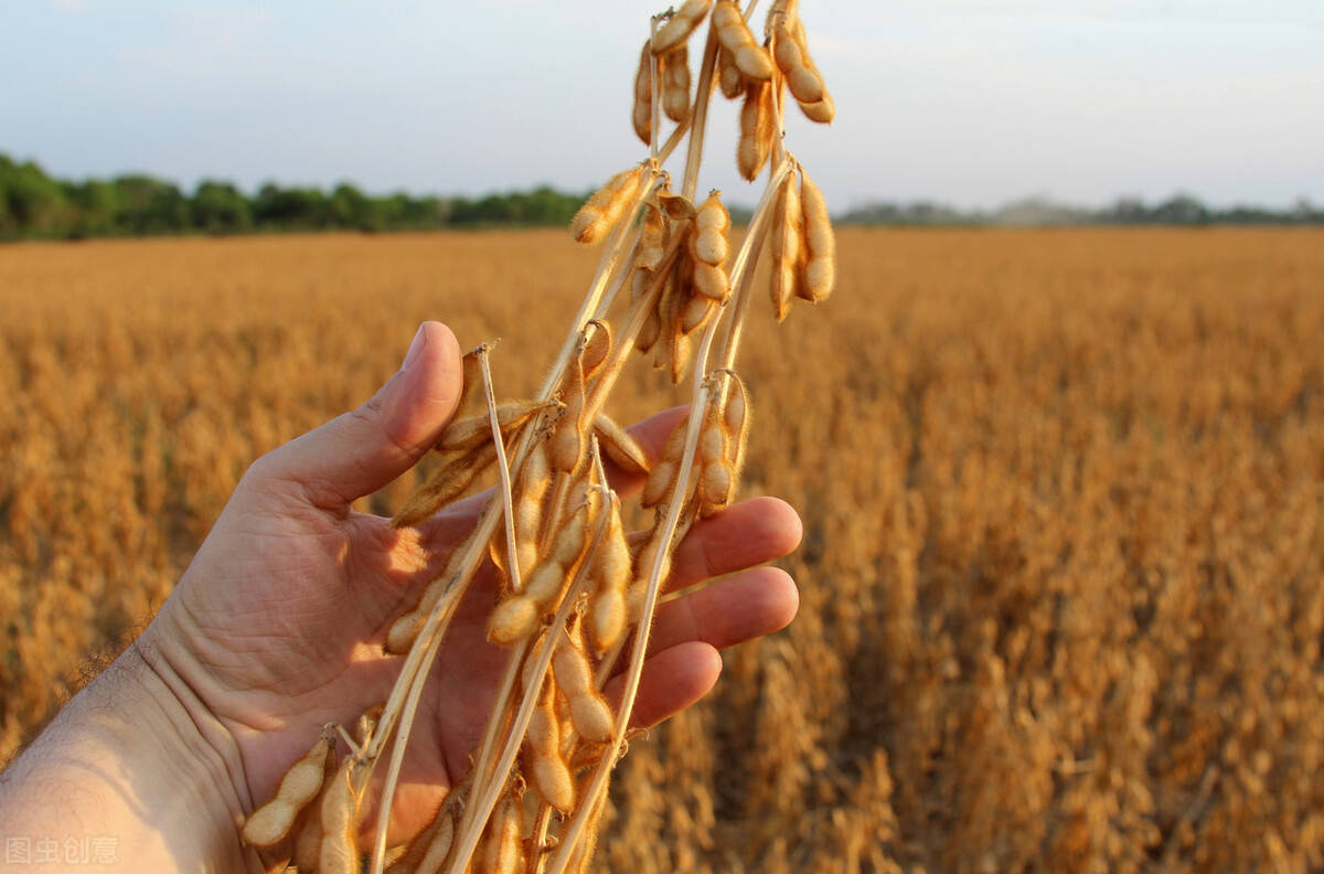 对中出口持续增加，中国究竟买了美国什么东西？