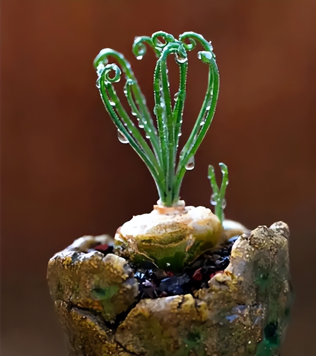 五种耐旱的花卉,5种花浇不死浇水越多长得越旺