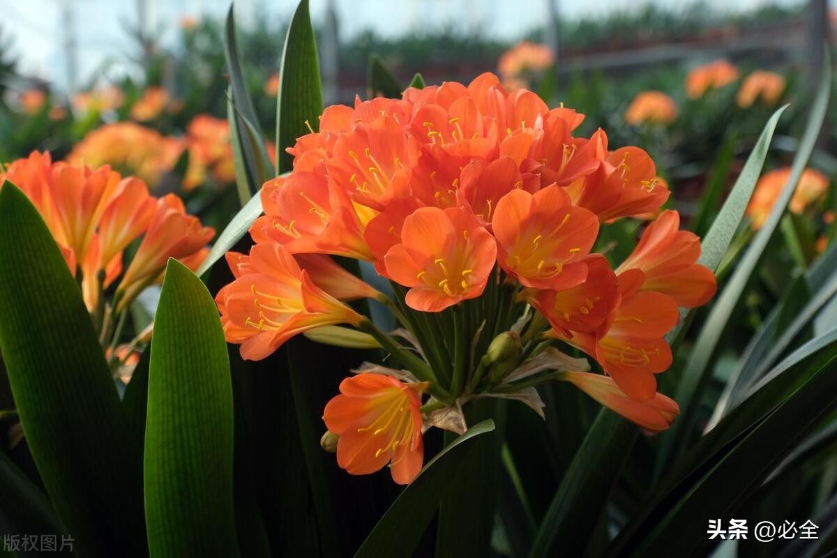 2022-2035全国花卉产业分布区域分布和产品类型布局