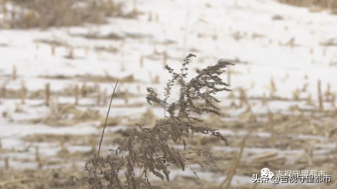 上山套野鸡，“三有动物”当年货？