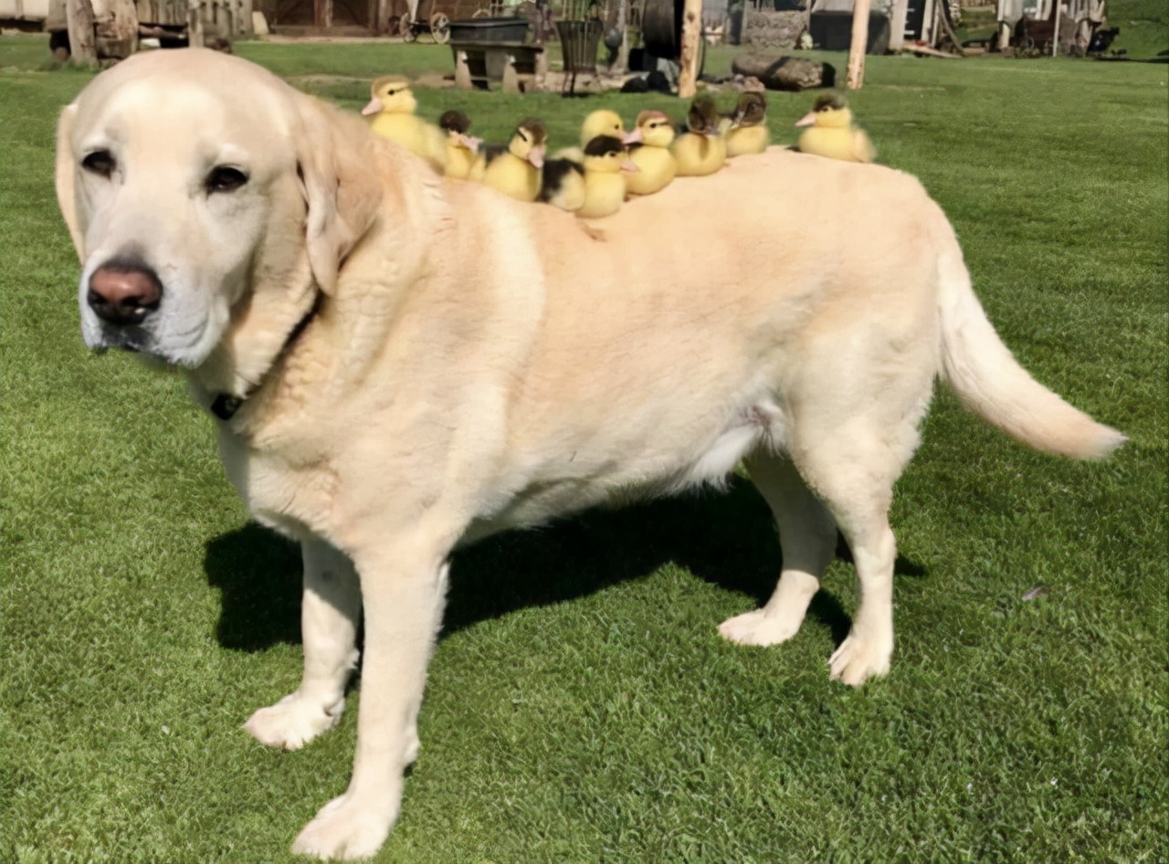 真实大象的照片,在野外拍到的真实大象