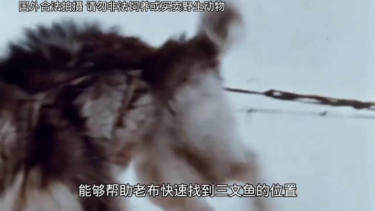 老布抓海豹央视,老布抓海豹为啥这么火