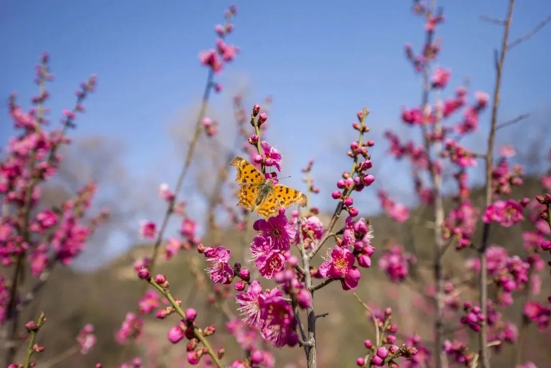 天蒙山门票团购,天蒙山花海节