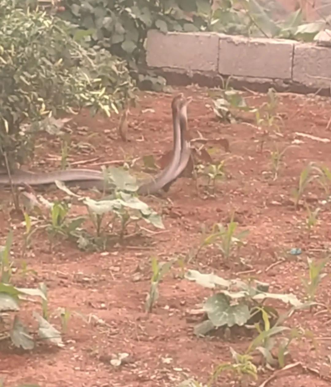 今天清晨看到双蛇交配，爷爷说会倒霉运，是真的假的？