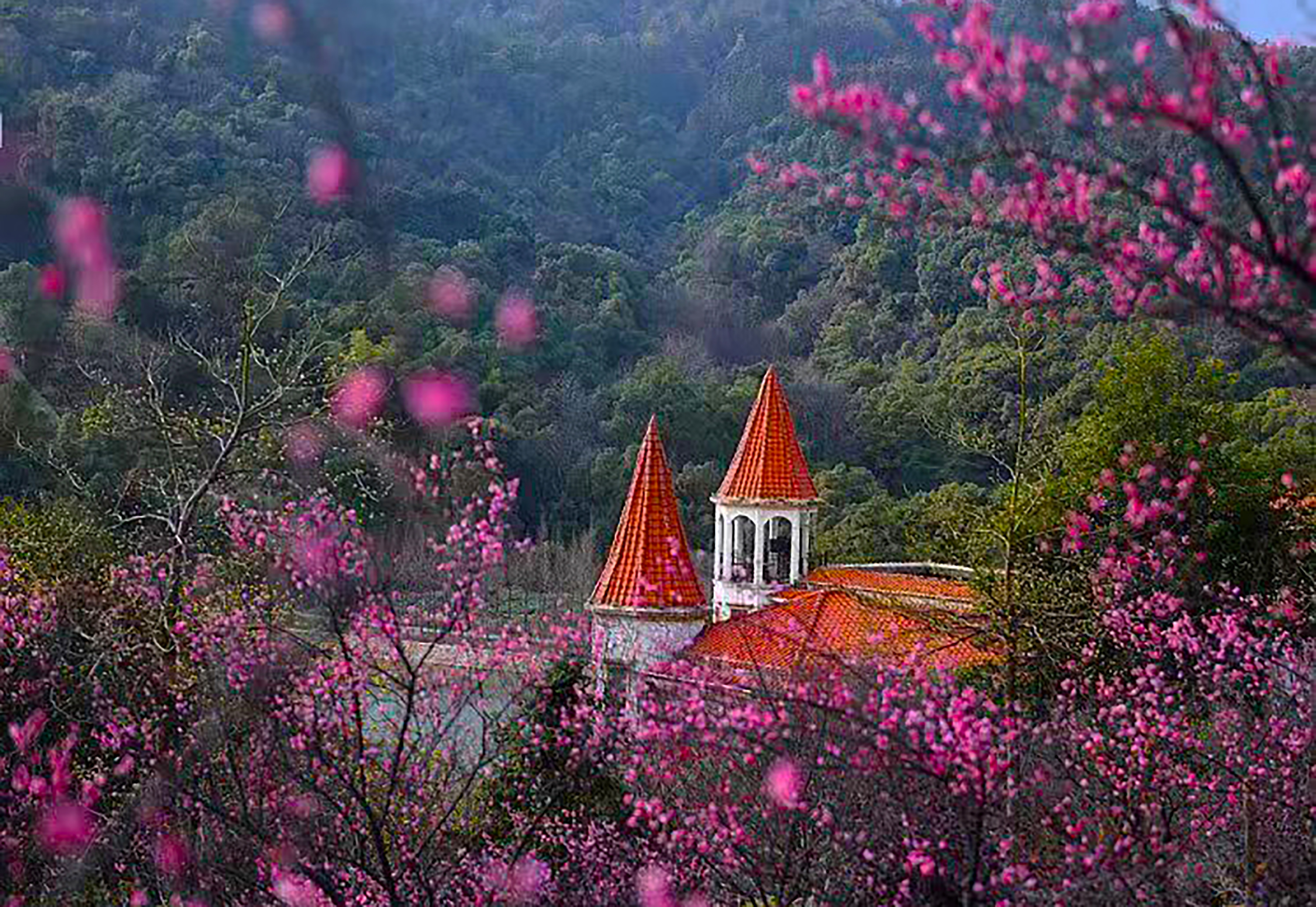 南昌赏梅好去处,南昌赏荷花的地方