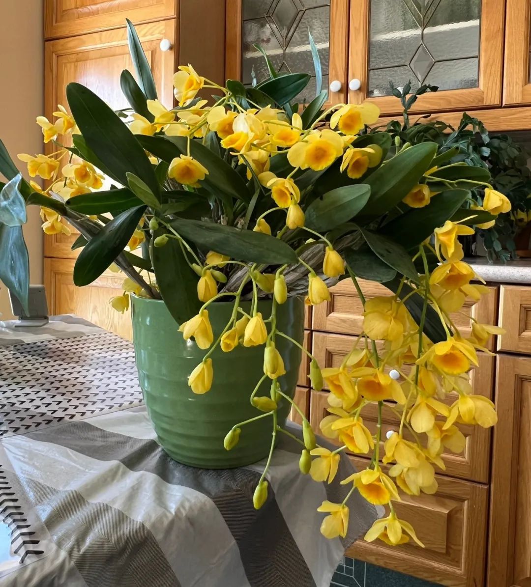 石斛兰花盛开香气四溢,石斛兰花怎么养才好看