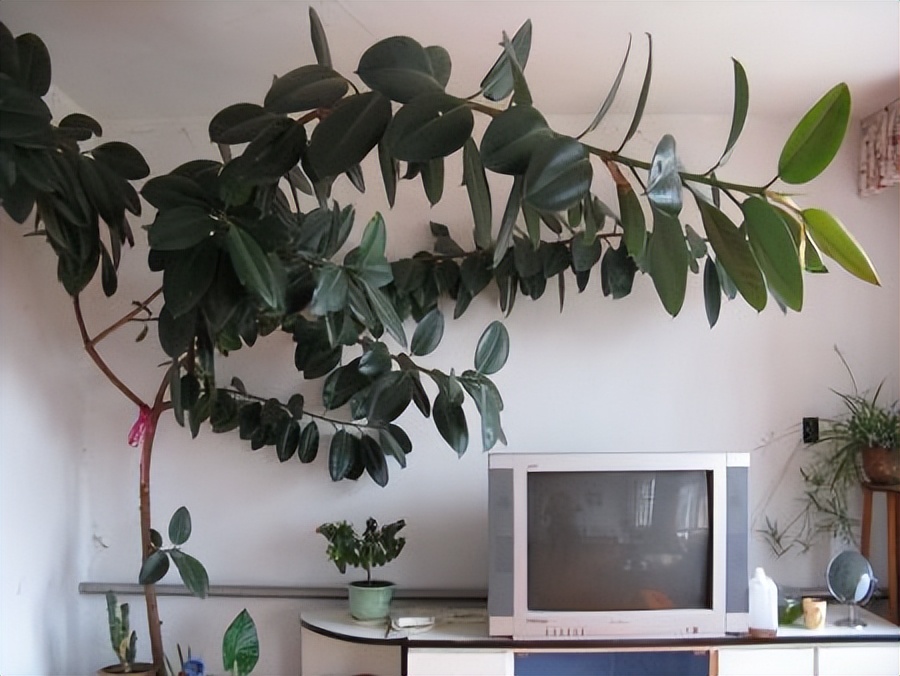 6种植物能快速出效果,哪种木本植物最好养