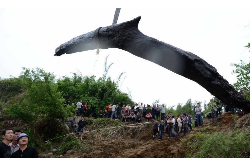 上亿乌木案,四川乌木案件乌木去了哪里