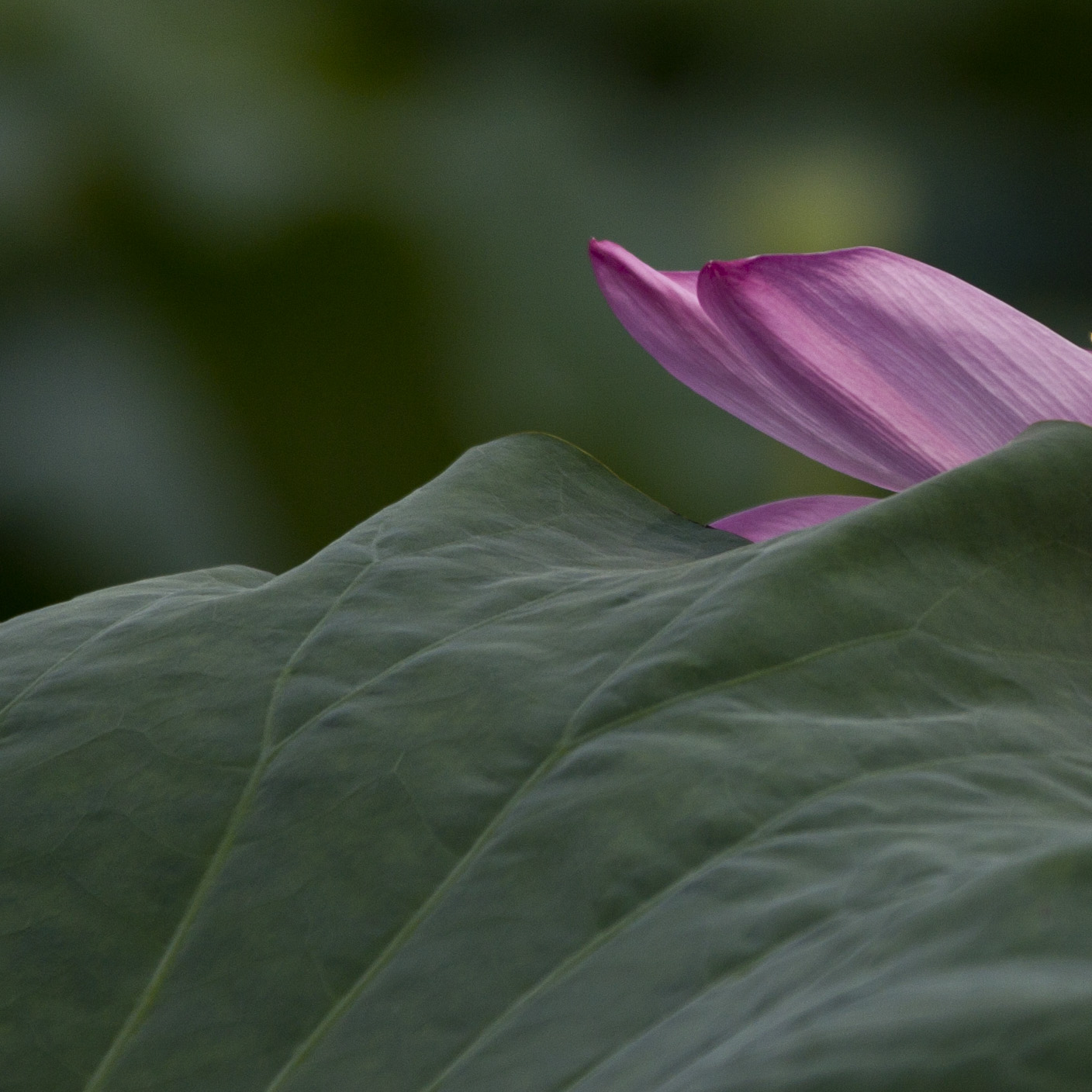 南京玄武湖游览指南,南京玄武湖几级景区