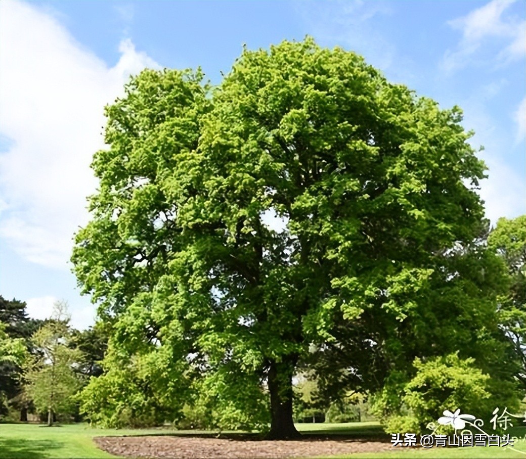 种树经济价值,种树前景如何发展