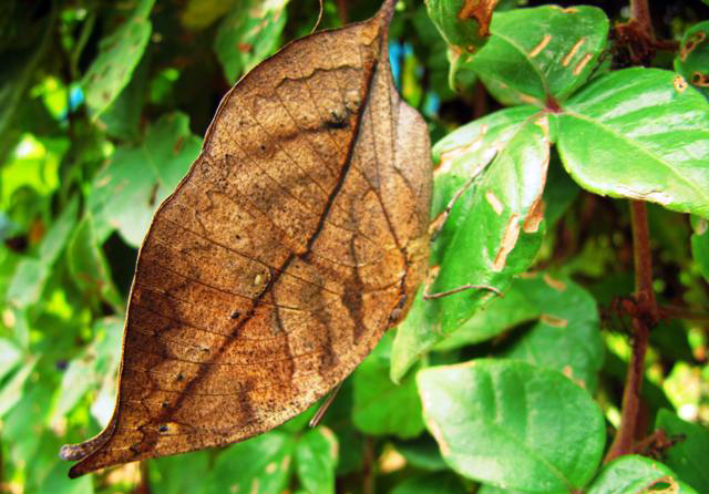 自然界的丧尸病毒,自然界的丧尸