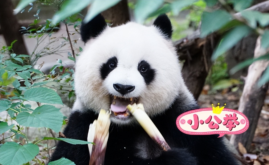 大熊猫高高成长,野生大熊猫高高学爬树