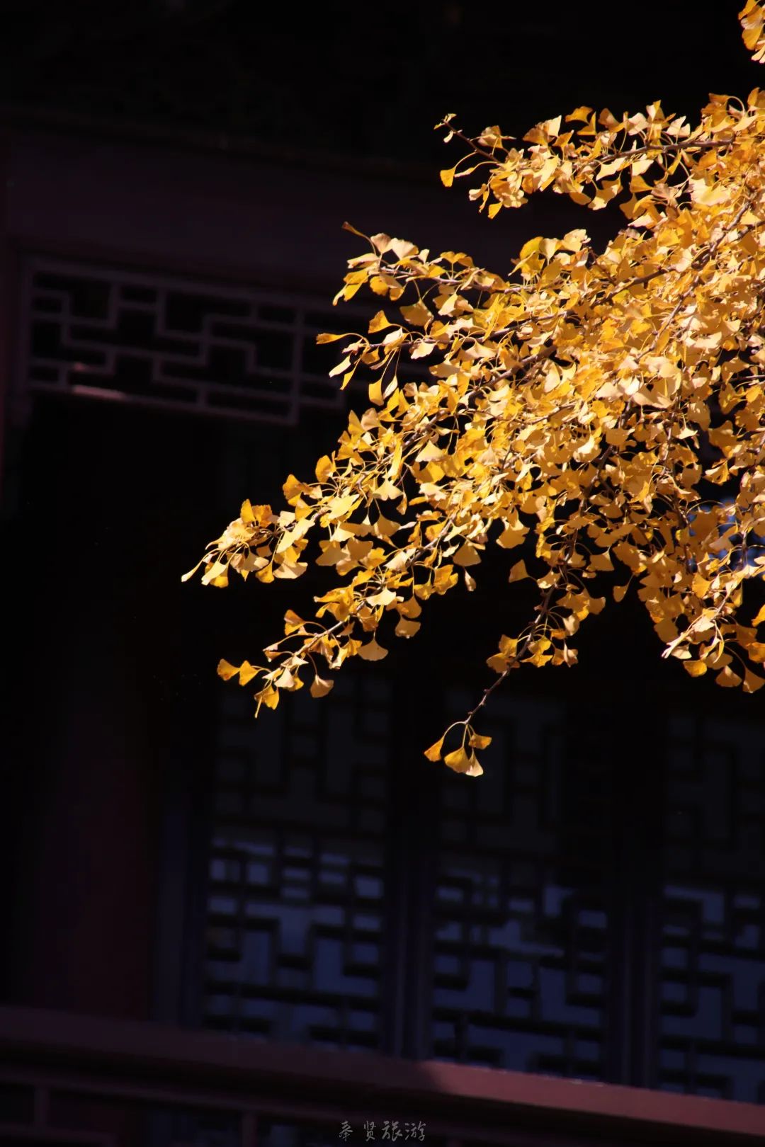 二严寺万佛阁银杏黄啦~古刹银杏，来领取奉贤最禅意的浪漫