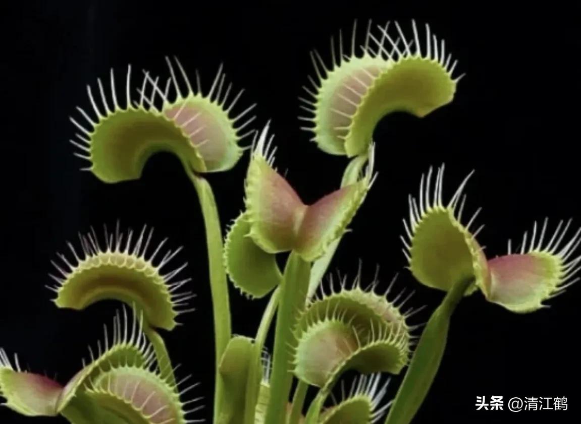 又好看又便宜的食虫植物,有什么推荐的食虫植物