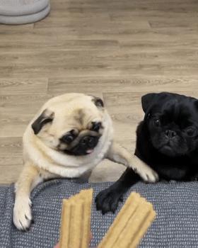 养巴哥犬的优缺点,第一次养狗适合养什么巴哥犬