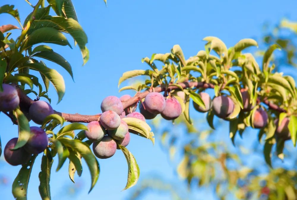 如果你要写盐亭，就不要只写盐亭