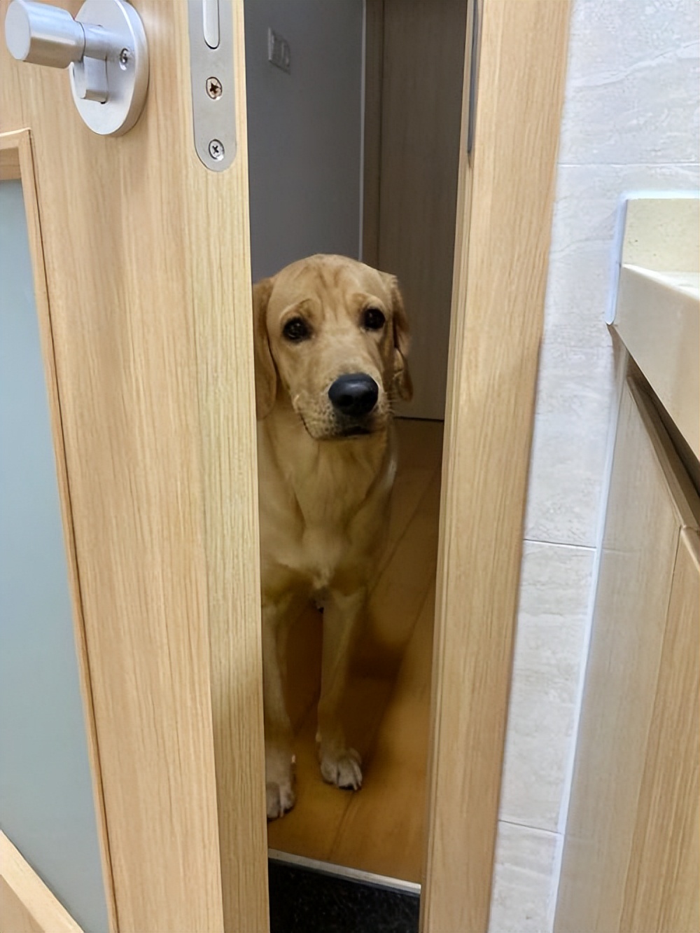 狗狗这些表现证明被你养熟了,幸运的狗狗遇到好主人