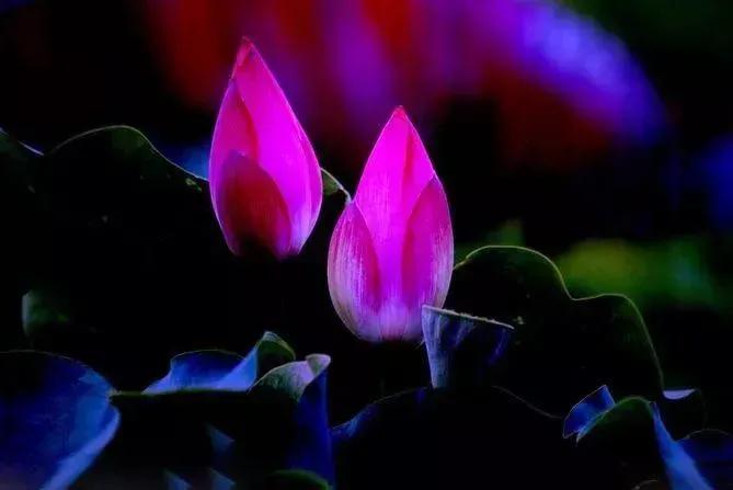 和你赏荷,和你相遇与你赏荷