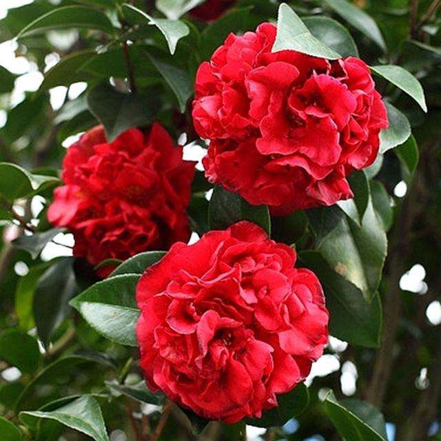 喜酸的花卉能浇酸醋吗,喜欢酸性土壤的花可以浇醋吗