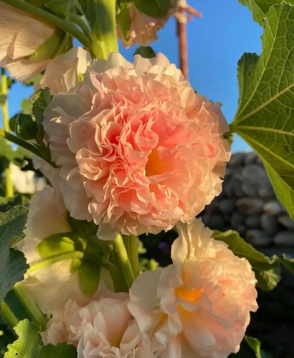 养花大全牡丹花如何养护,4种花好养又漂亮比牡丹美