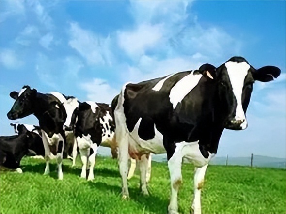 金领冠塞纳牧有机奶粉多少钱一桶,伊利金领冠塞纳牧奶粉多少一箱