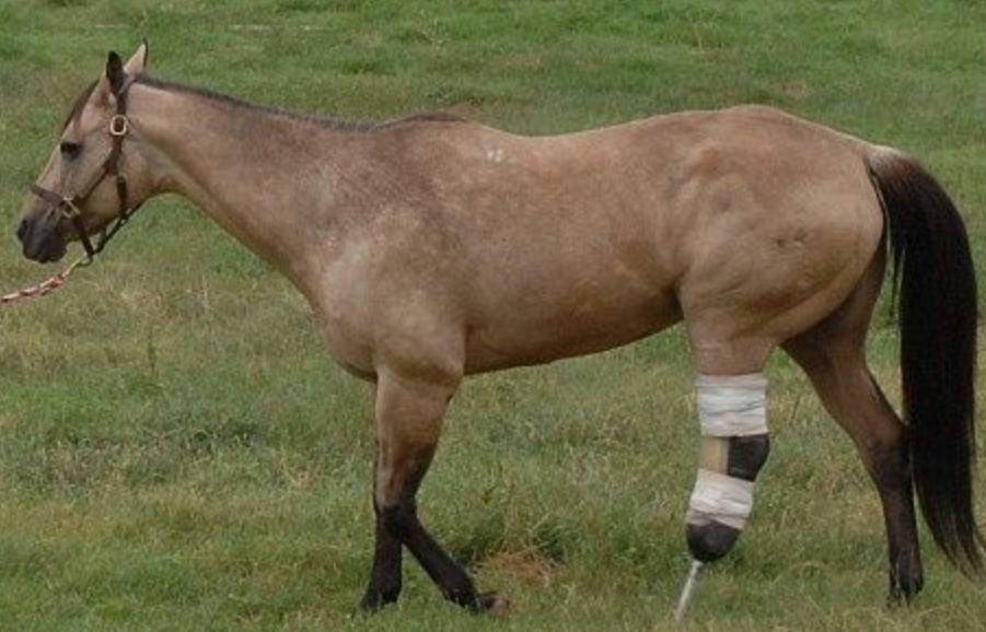 奥运会马术运动员摔死亡,奥运会马术比赛选手丧生