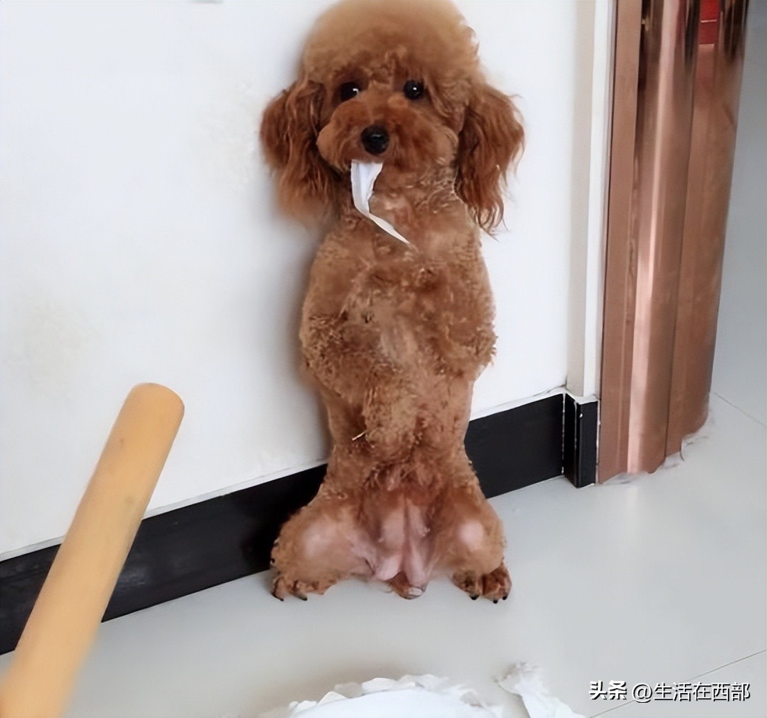 新到家狗狗怎么训练大小便,新宠狗狗到家怎么饲养