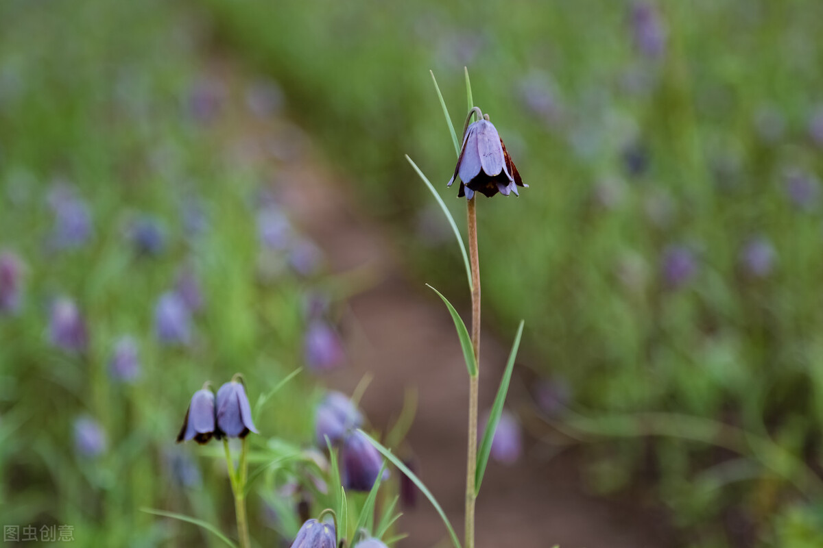 川贝母止咳化痰效果如何,川贝母雪梨止咳化痰做法