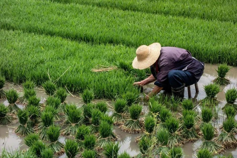 大米放在米桶里会生虫吗,防米虫米桶为什么还会生虫