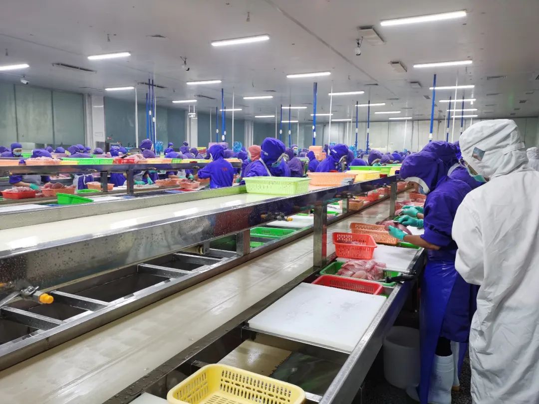 这种鱼叫鲷不是鲷，无土腥味却因名字被厨师误解多年