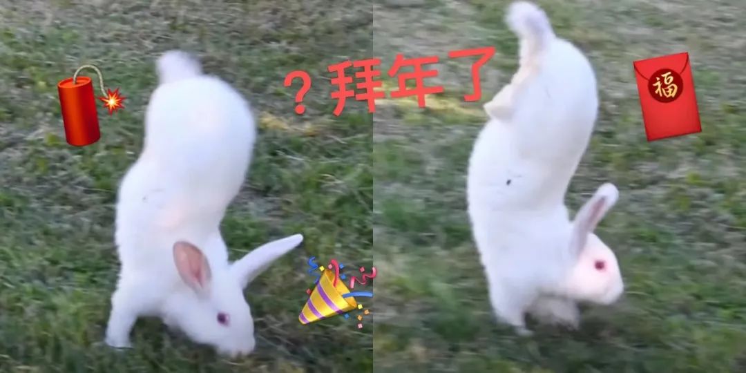 兔子跳肘倒立,为什么有些兔子可以倒立行走