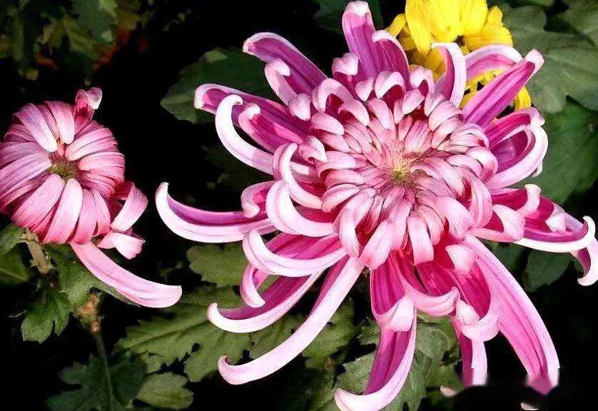 菊花象征坚贞的节操吗,菊花高尚品格