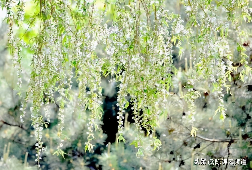 关于重阳节春节清明节的古诗,清明节积累关于传统节日的古诗词