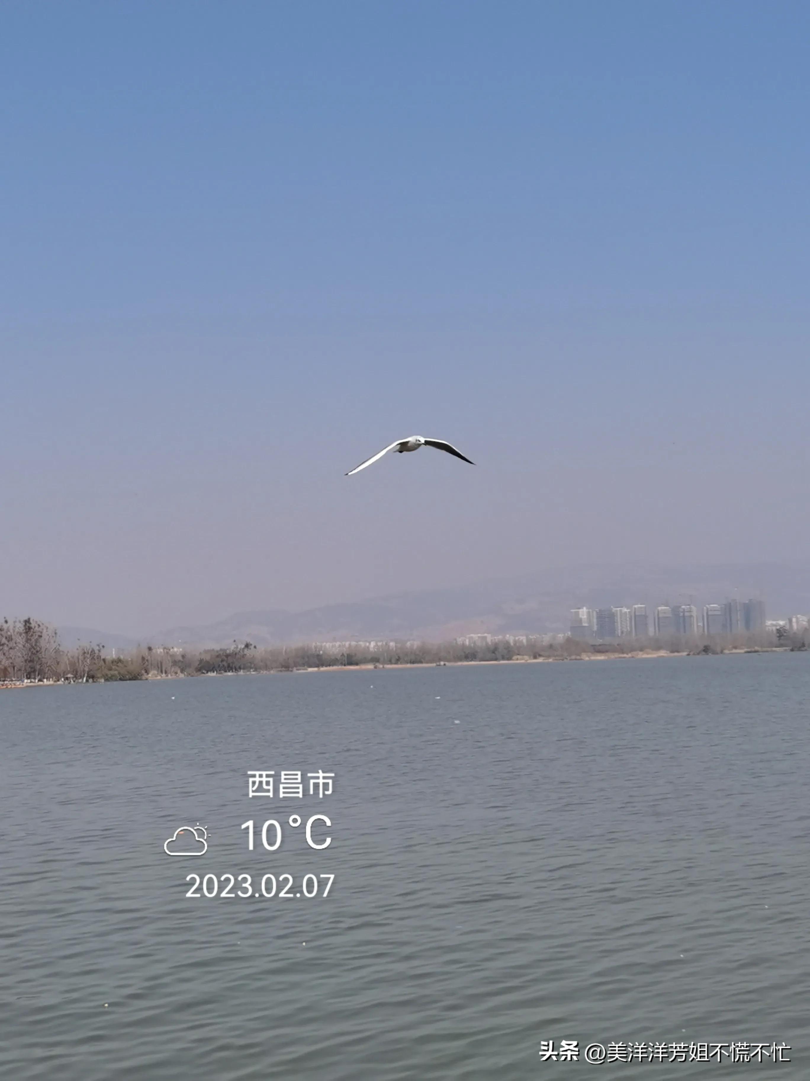 西昌邛海什么时候有海鸥,冬季去西昌邛海喂海鸥