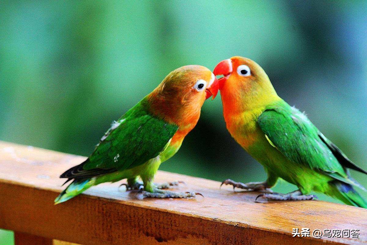 虎皮鹦鹉神仙水,鹦鹉用什么水最好