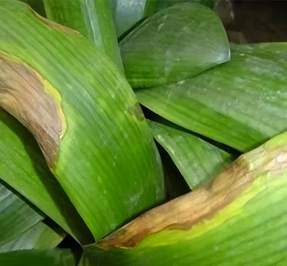 如何将君子兰的叶片养得厚,如何养君子兰的小窍门图解大全