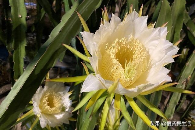 这3种花镇宅养人还招财,人养花养人是什么意思